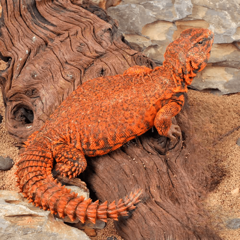 Super Red Uromastyx for sale - Image 4