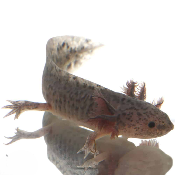 Axanthic Axolotl - Image 2