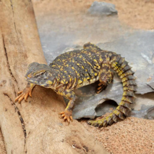 Baby Yellow Uromastyx for sale.