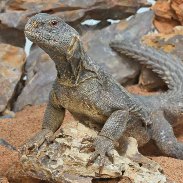 Adult Egyptian Uromastyx for sale. - Image 4