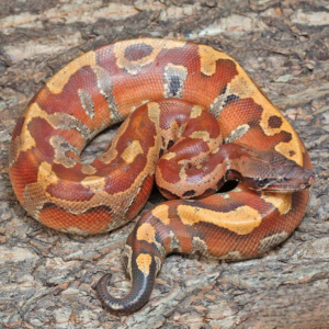 Bangka Blood Python for sale.