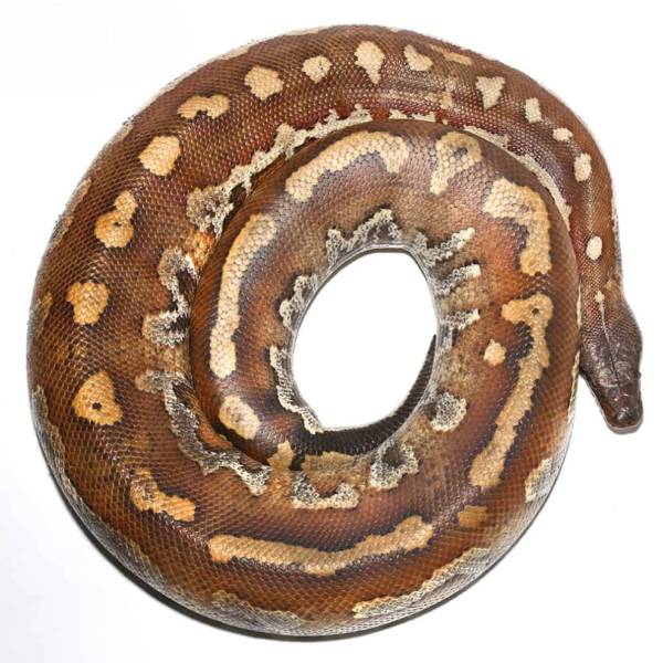 Batik Blood Python for sale. - Image 3