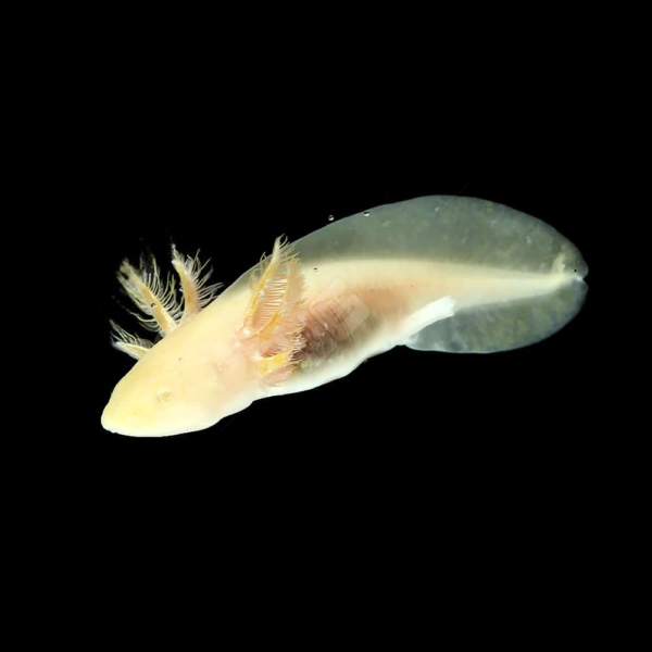 Golden Albino Axolotl - Image 2