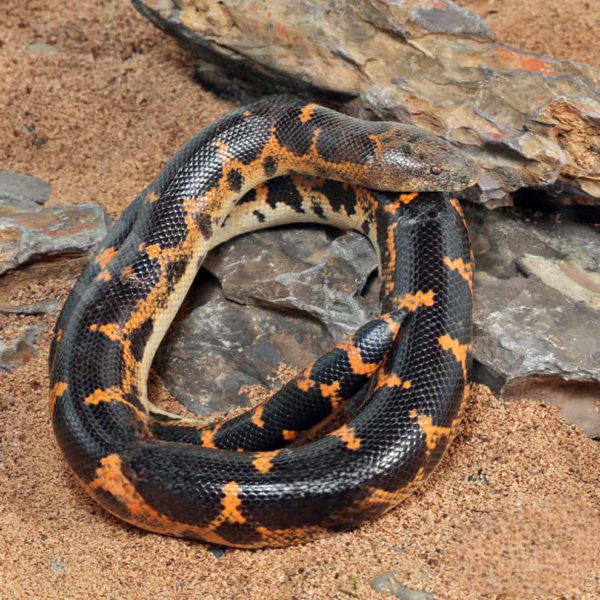 Saharan Sand Boa for sale. - Image 4