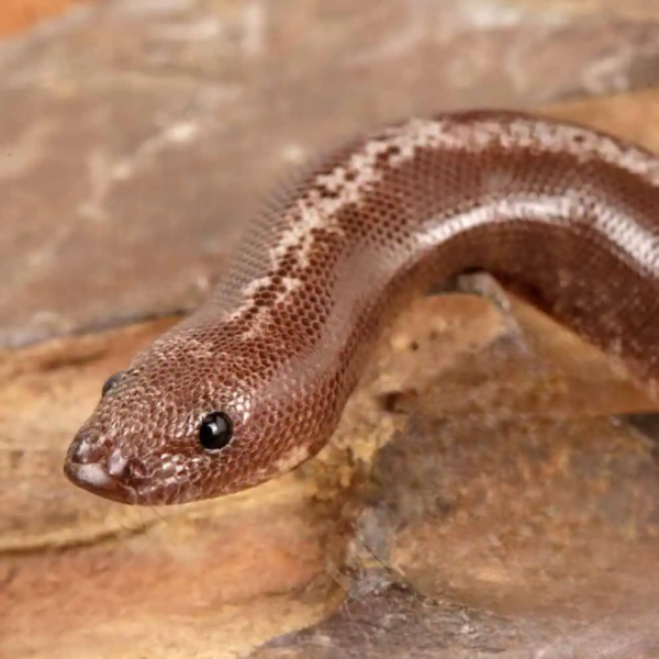 Baby Anery Striped Kenyan Sand Boa - Image 4