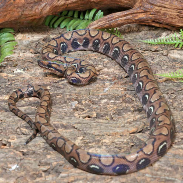 Here's Viper Boa for sale. - Image 4