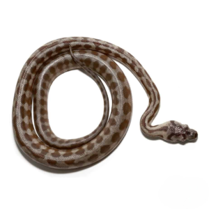 Caramel Jaguar Het Axanthic Carpet Python