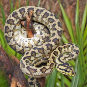 Caramel 66% Het Axanthic Albino Python