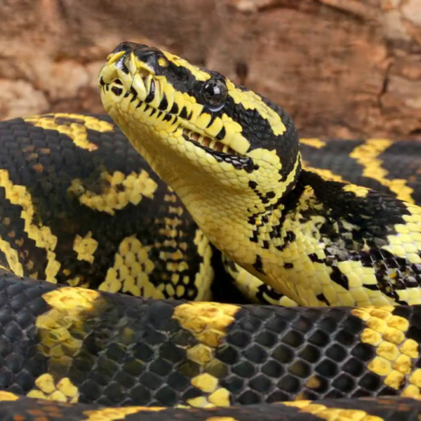Adult High Yellow Jungle Carpet Python - Image 4