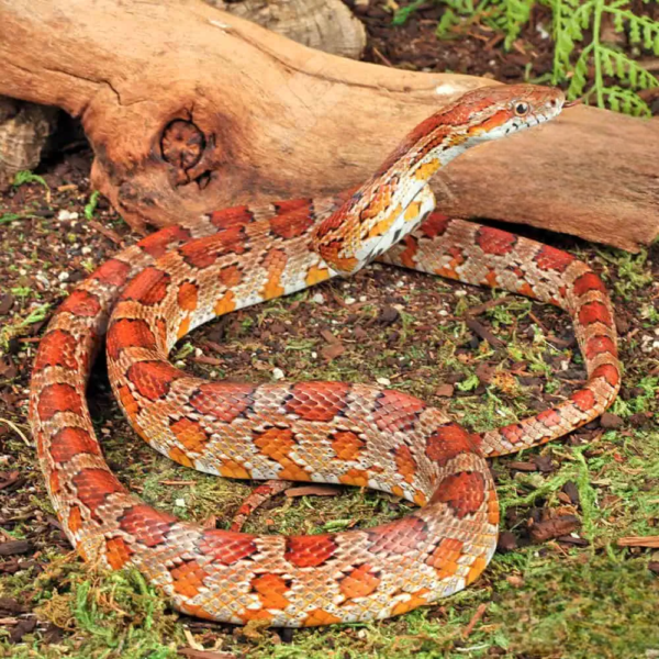 Adult Classic Cornsnake for sale. - Image 3