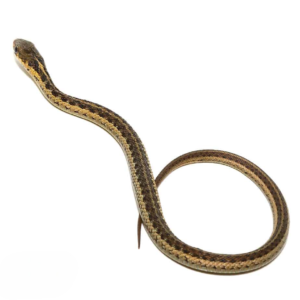 Baby Eastern Garter Snake