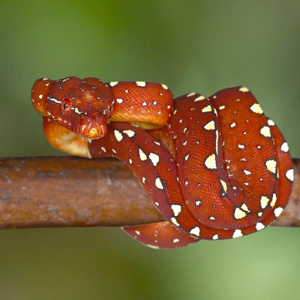 Baby Biak Green Tree Python