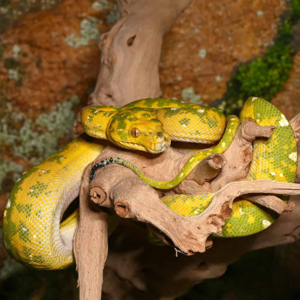 Biak Green Tree Python - Image 3