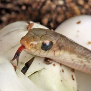 C.B. Baby Madagascar Blonde Hognose Snake
