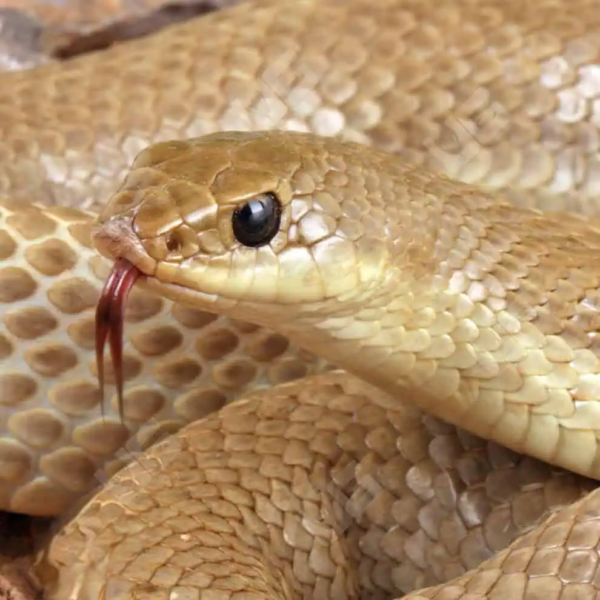 Female Madagascar Blonde Hognose Snake - Image 4