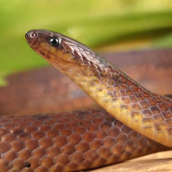 Suriname Ground Snake for sale. - Image 4