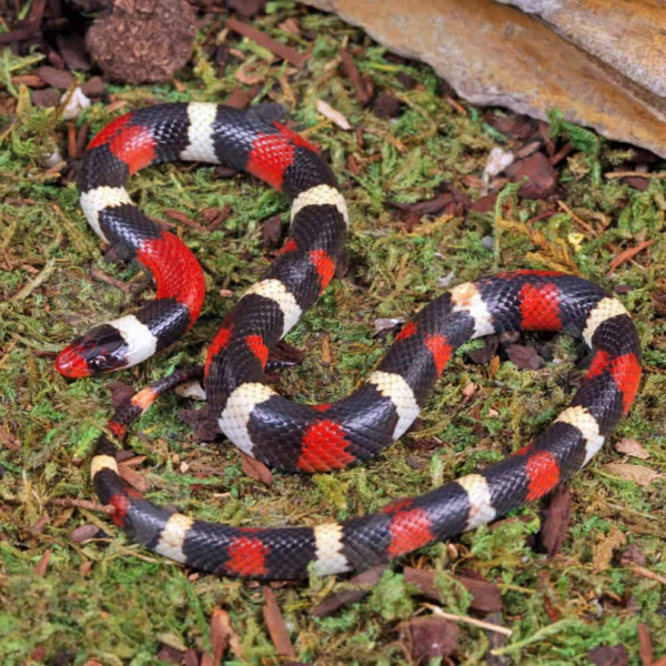 Baby Scarlet Kingsnake for sale. - Image 4