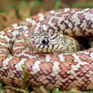 Hyperaxanthic Florida Kingsnake for sale.