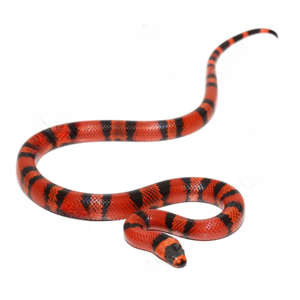 Tangerin Honduran Milksnake for sale.