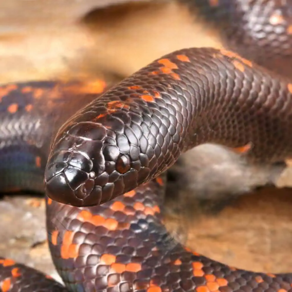 Juvenile Calabar Python for sale. - Image 5