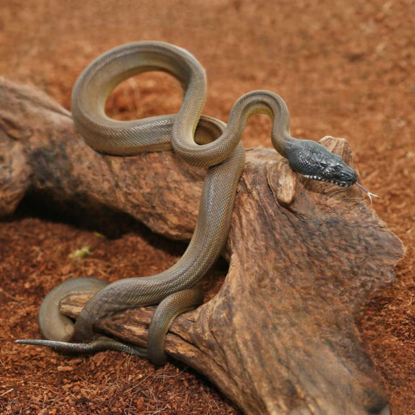 Baby D’Alberts White Lipped Python - Image 3
