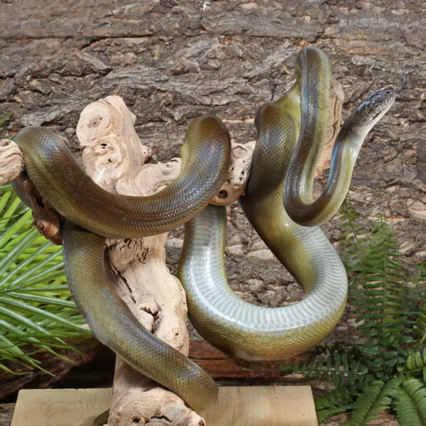 9+ Foot Female Papuan Python - Image 2