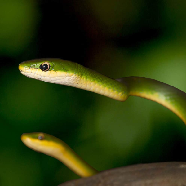 Rough Green Snake for sale. - Image 3
