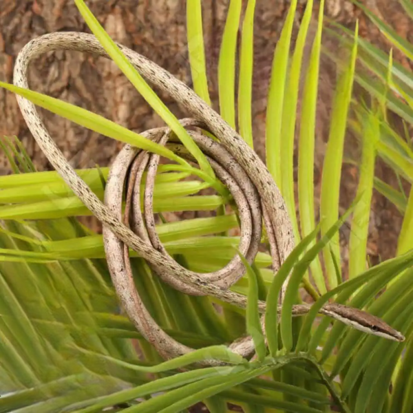 Daudin’s Vine Snake for sale. - Image 3