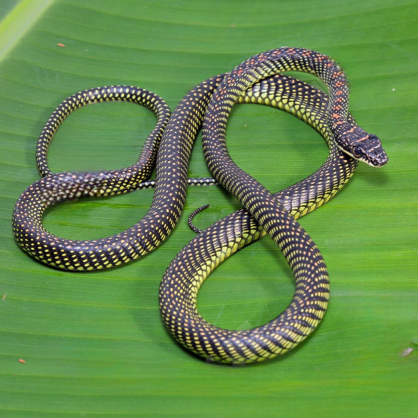 Paradise Flying Snake for sale. - Image 4