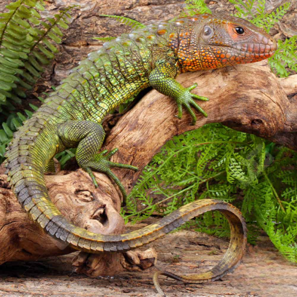 Baby Caiman Lizard for sale. - Image 3