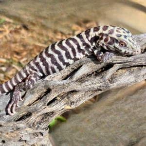 Baby Albino Tiger Ice Tegu