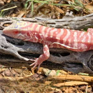 Baby Albino Cherry Ice Tegu
