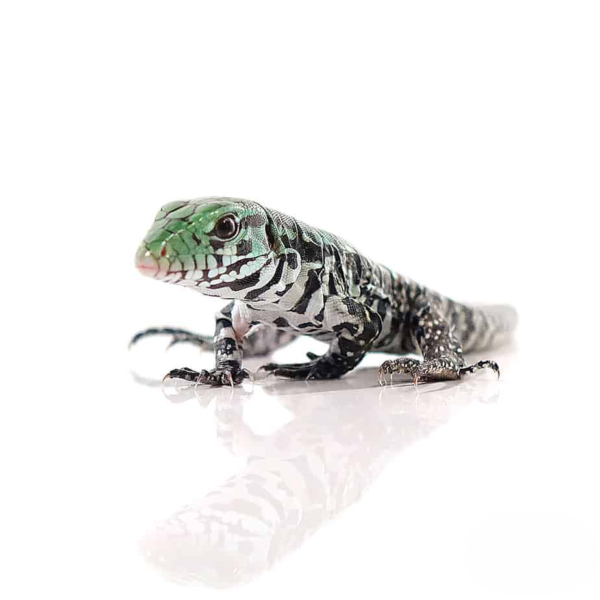 Chacoan White Headed Tegu - Image 2