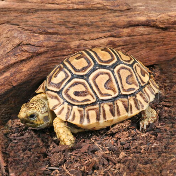 Baby Leopard Tortoise available for sale. - Image 4