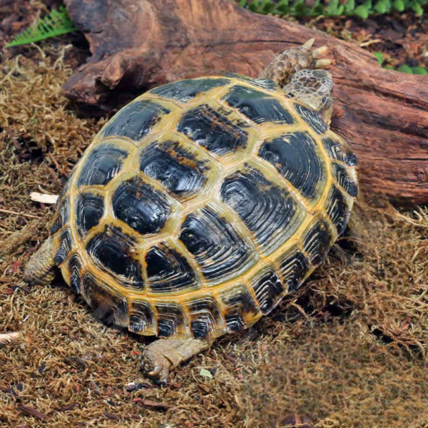 Russian Tortoise for sale. - Image 4