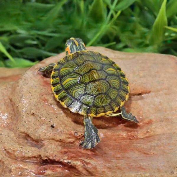 Baby Yellowbelly Slider Turtle