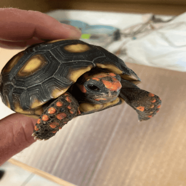 Female Sub Cherry Head Redfoot Tortoise - Image 4