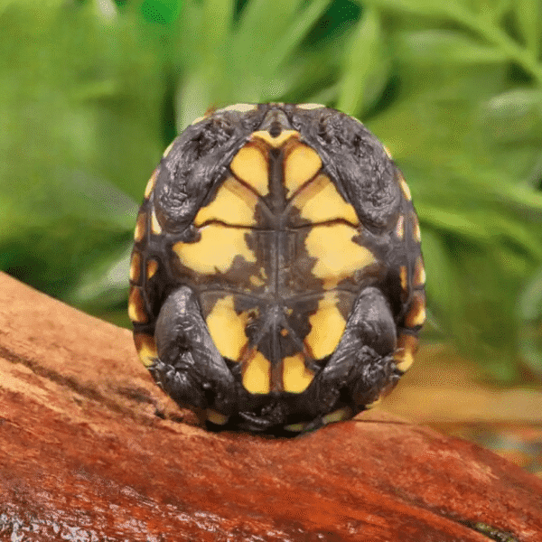 Baby Eastern Mud Turtle for sale. - Image 4