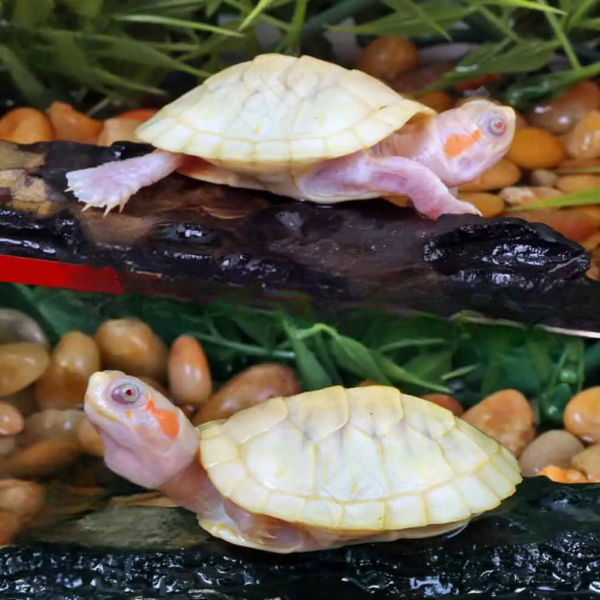 Baby Leubino Red Ear Slider Turtle - Image 3