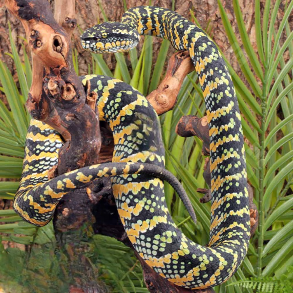 Adult Female Sulawesi Wagler’s Viper - Image 4