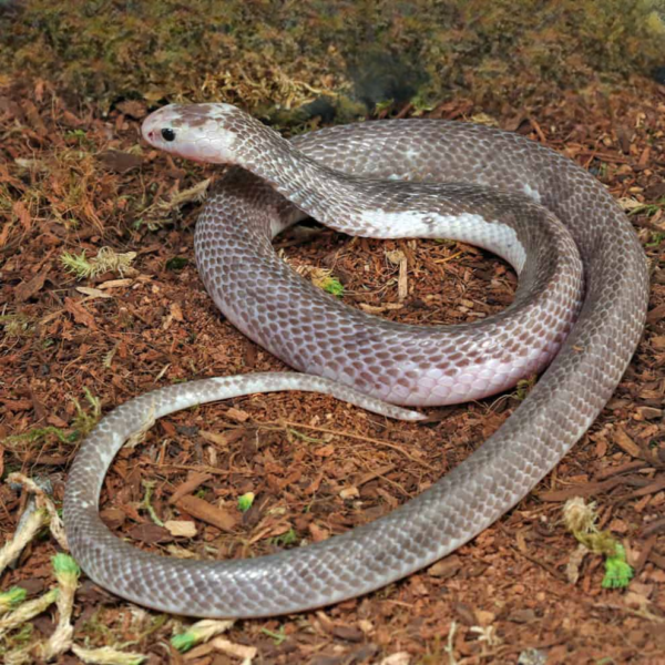 Male Pied Indonesian Spitting Cobra - Image 3