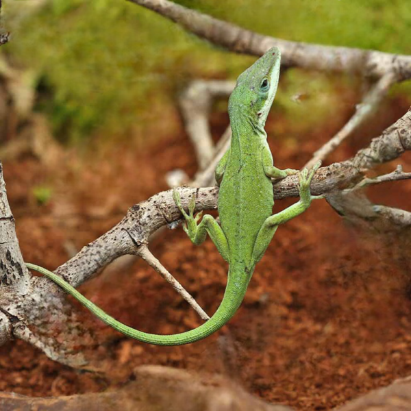 we have Green Anole for sale. - Image 3