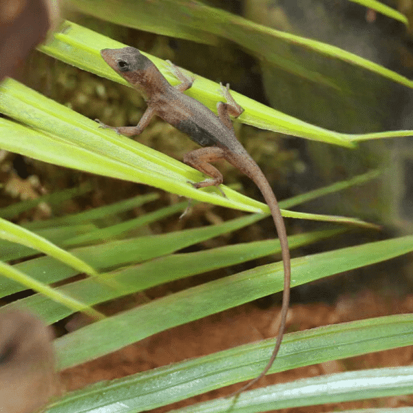 Translucent Anole for sale. - Image 3