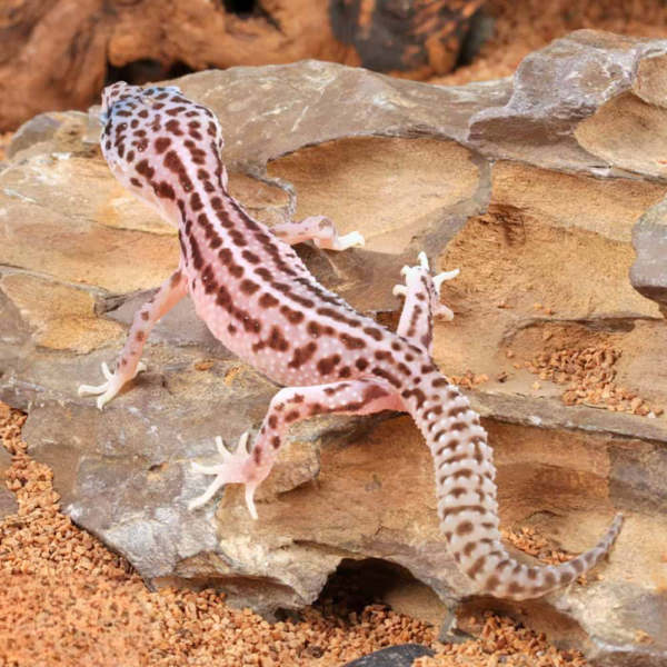 Baby Super Snow Leopard Gecko - Image 2