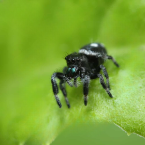 Tarantulas & Spiders