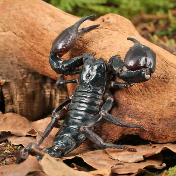 Asian Forest Scorpion - Image 2