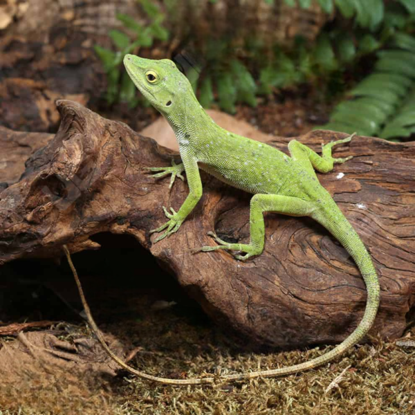 Neotropical Green Anole - Image 3