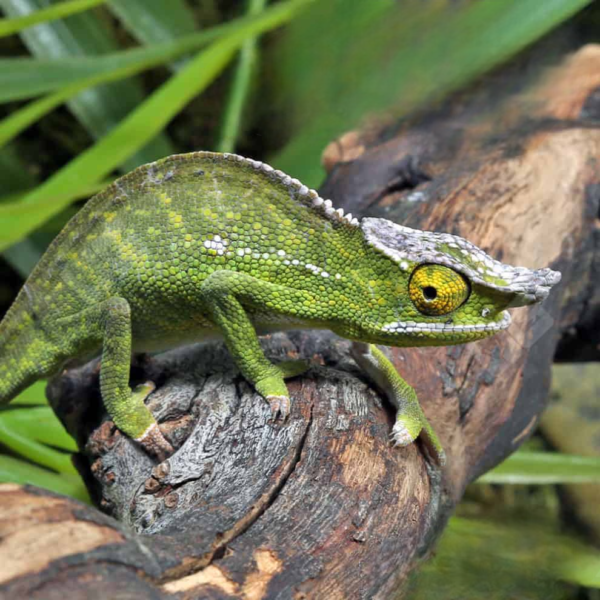 Canopy Chameleon - Image 2