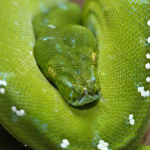 Green Tree Pythons