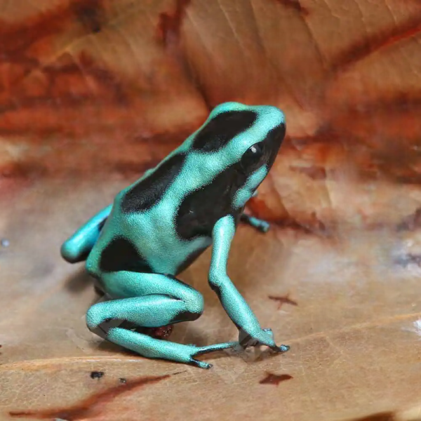 C.B. Green And Black Auratus Dart Frog - Image 2